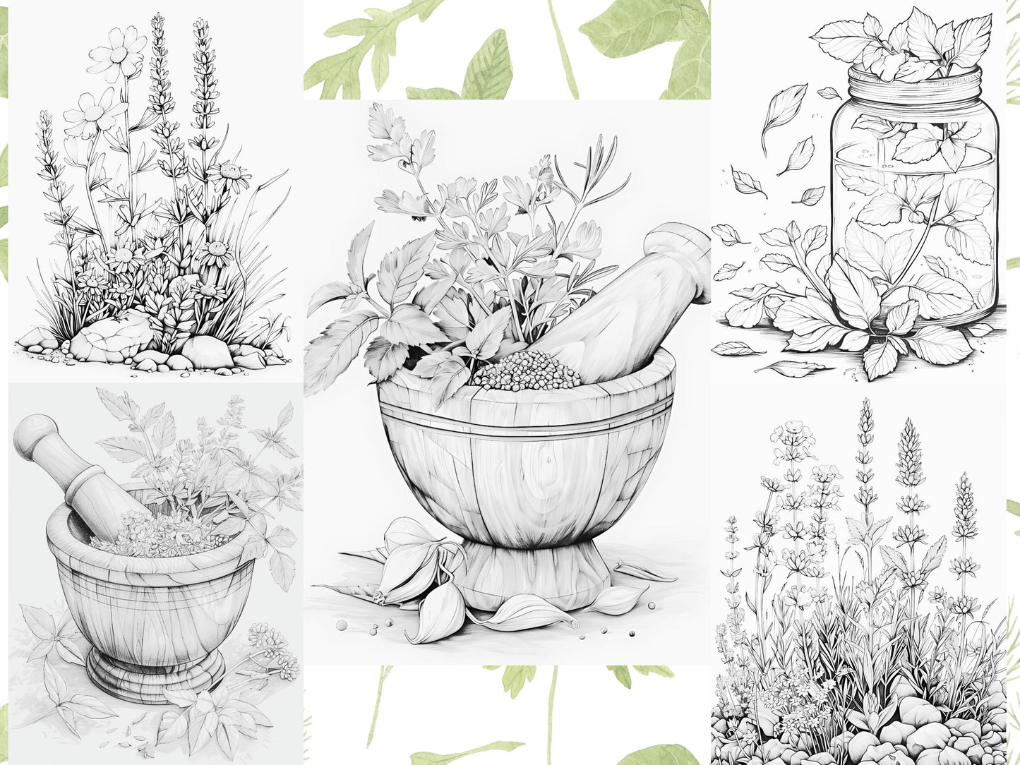 Páginas para colorear de hierbas: libro para colorear de botánica y naturaleza, ilustraciones de hierbas, páginas para colorear de plantas, hojas imprimibles de jardines de hierbas