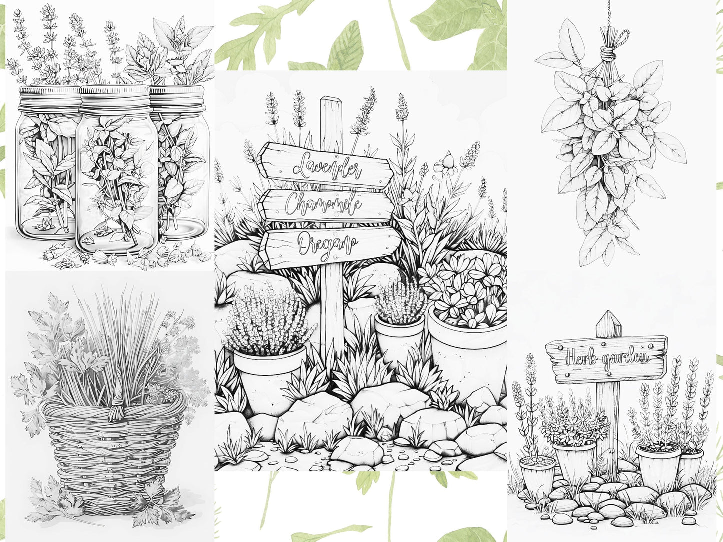 Páginas para colorear de hierbas: libro para colorear de botánica y naturaleza, ilustraciones de hierbas, páginas para colorear de plantas, hojas imprimibles de jardines de hierbas